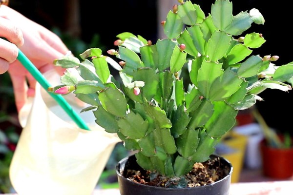 冬天养殖蟹爪兰有哪些禁忌,不可露天养殖