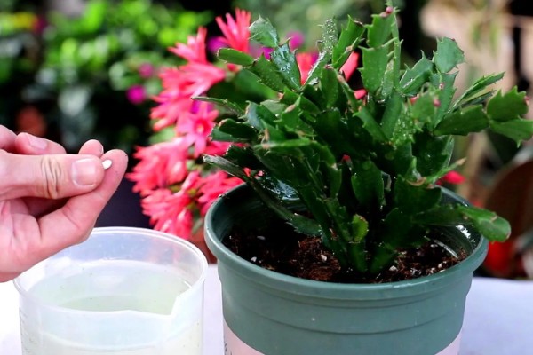 冬天养殖蟹爪兰有哪些禁忌,不可露天养殖