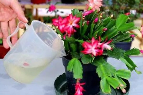 冬天养殖蟹爪兰有哪些禁忌,不可露天养殖