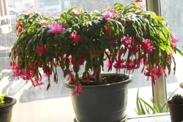 冬天养殖蟹爪兰有哪些禁忌,不可露天养殖