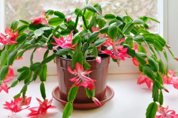 冬天养殖蟹爪兰有哪些禁忌,不可露天养殖