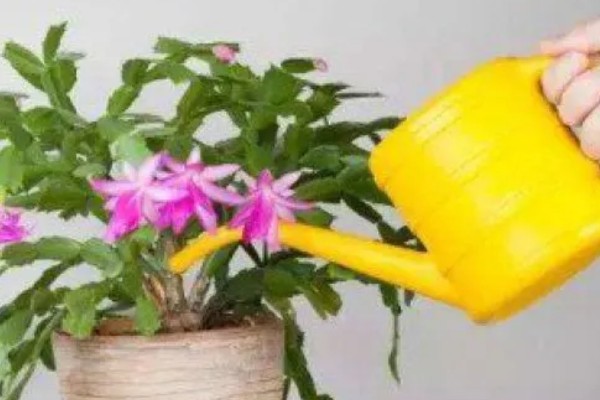 冬天养殖蟹爪兰有哪些禁忌,不可露天养殖