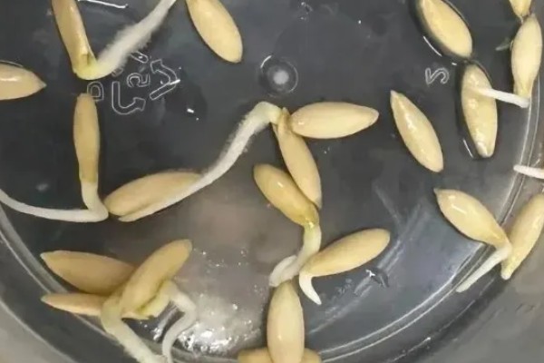 黄瓜一窝种多少棵，通常只种植一株