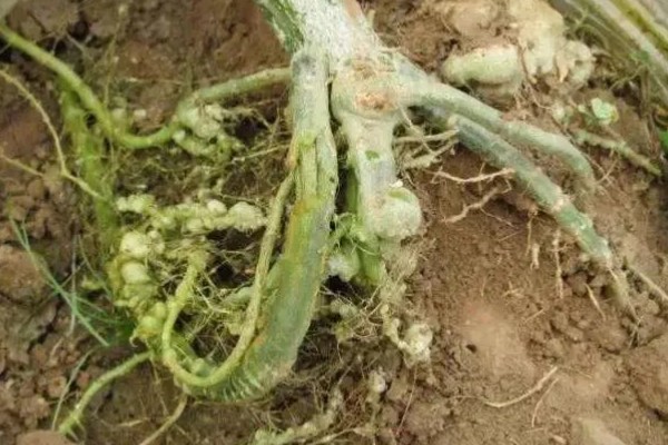 黄瓜一窝种多少棵，通常只种植一株
