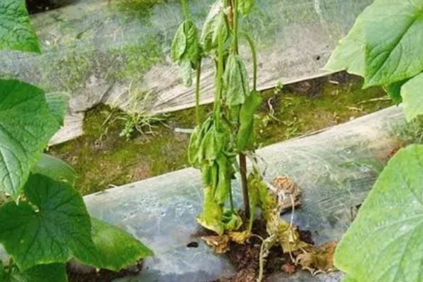 黄瓜一窝种多少棵，通常只种植一株