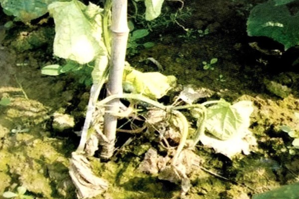 黄瓜一窝种多少棵，通常只种植一株