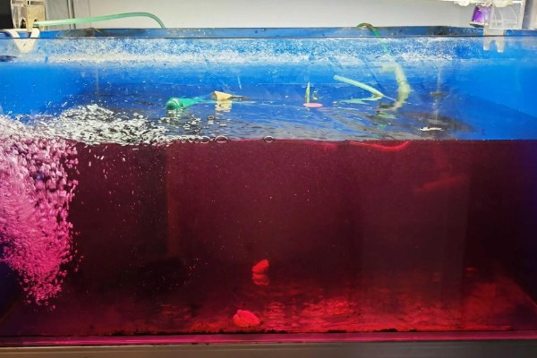 新鱼缸消毒用什么,推荐高锰酸钾、二氧化氯等