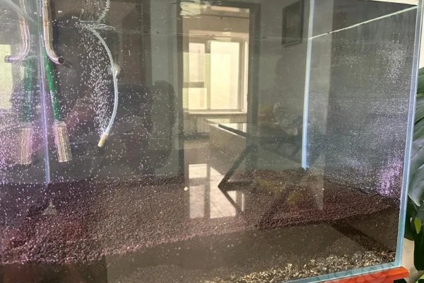 新鱼缸消毒用什么,推荐高锰酸钾、二氧化氯等