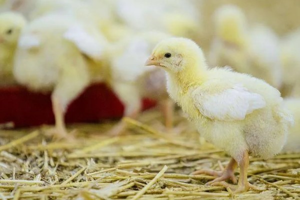 小鸡能喝牛奶吗,不可喝牛奶