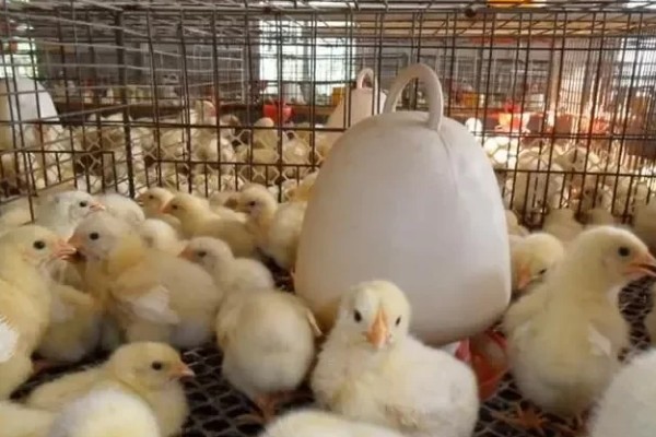 小鸡能喝牛奶吗,不可喝牛奶