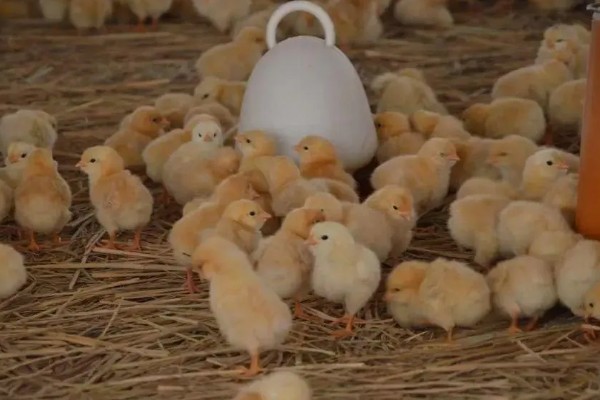 小鸡能喝牛奶吗,不可喝牛奶