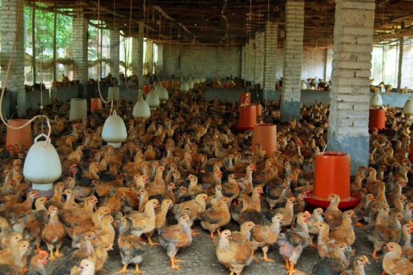 小鸡能喝牛奶吗,不可喝牛奶