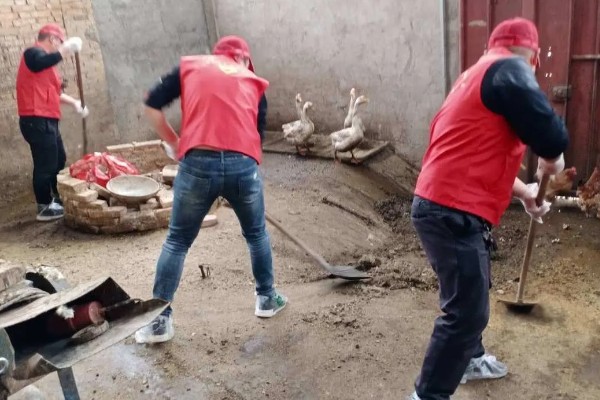 小鸡能喝牛奶吗,不可喝牛奶