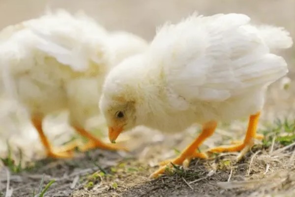 小鸡能喝牛奶吗,不可喝牛奶