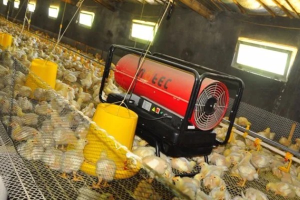 小鸡能喝牛奶吗,不可喝牛奶