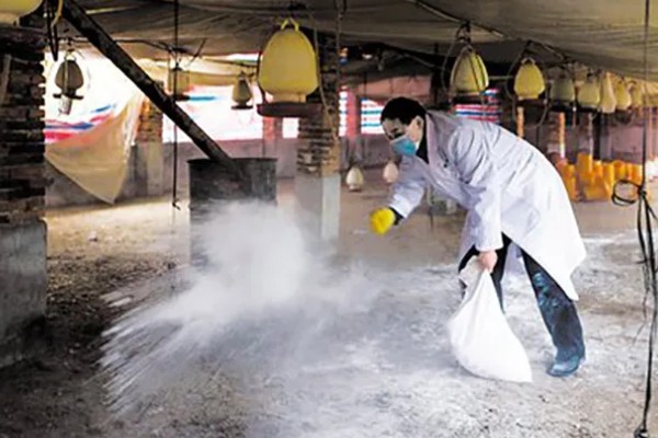 小鸡能喝牛奶吗,不可喝牛奶