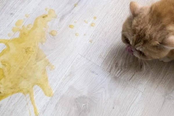 猫咪肠道冠状病毒的表现，食欲下降、呕吐、腹泻等