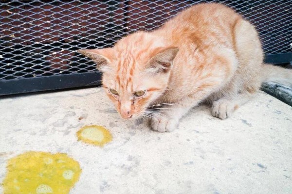 猫咪肠道冠状病毒的表现，食欲下降、呕吐、腹泻等