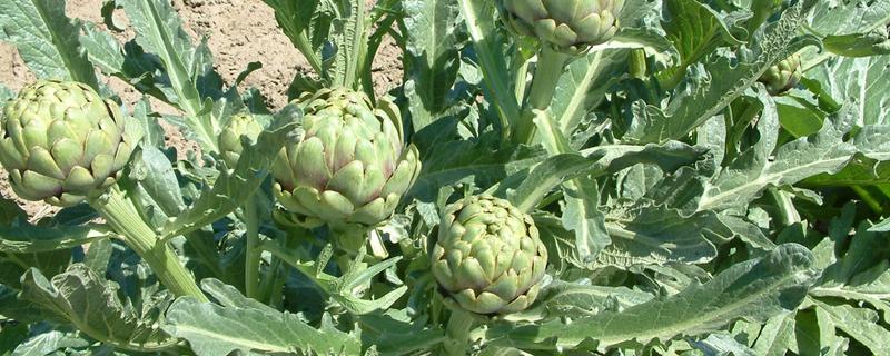 朝鲜蓟可以用花盆种吗，不建议通过盆栽养殖