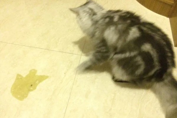 猫咪肠道冠状病毒的表现，食欲下降、呕吐、腹泻等