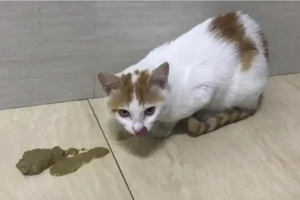 猫咪肠道冠状病毒的表现，食欲下降、呕吐、腹泻等