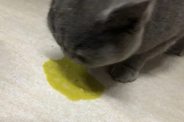 猫咪肠道冠状病毒的表现，食欲下降、呕吐、腹泻等