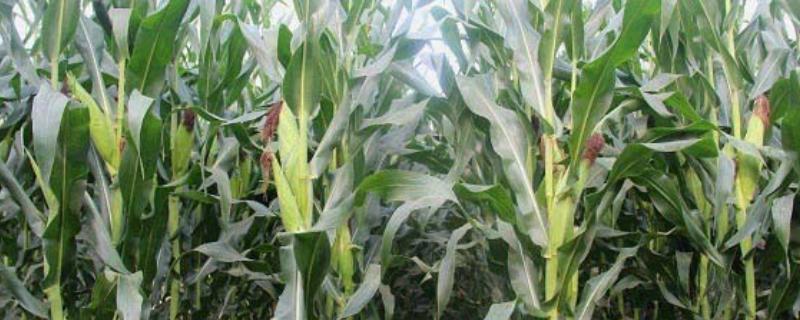 金海13号玉米种简介，夏播生育期109天
