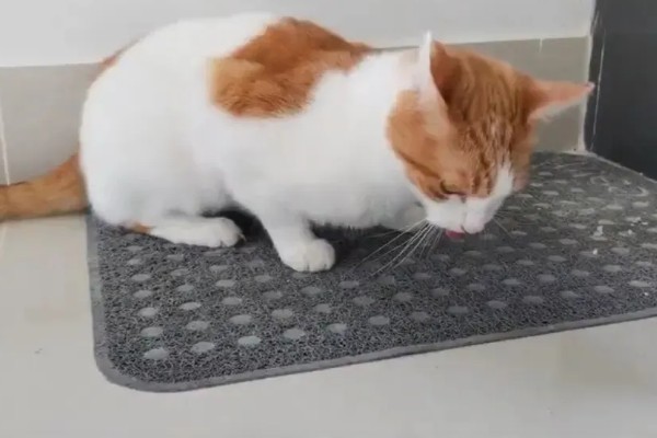 猫咪肠道冠状病毒的表现，食欲下降、呕吐、腹泻等