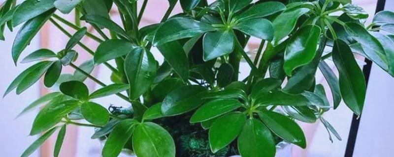 怎么养殖摇钱树盆栽，生长适温15-25℃