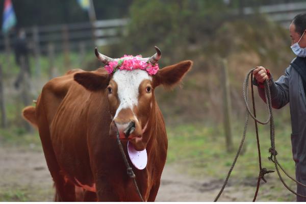 春分的风俗,有立蛋、祭祖、吃春菜等