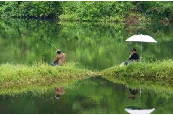 夏天钓鱼用腥味还是香味饵料，首选香味饵料