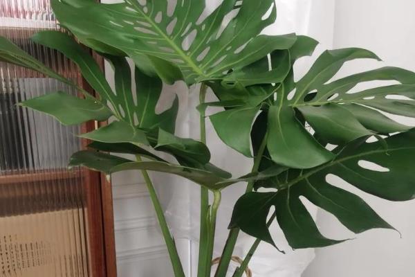 小龟背竹有没有毒，毒性主要来自汁液