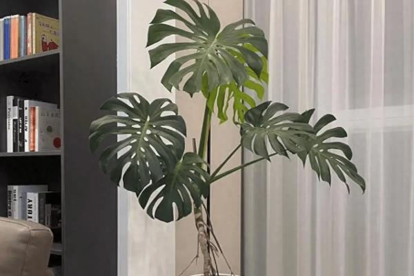 小龟背竹有没有毒，毒性主要来自汁液