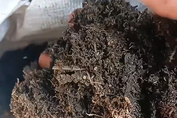 小龟背竹有没有毒，毒性主要来自汁液