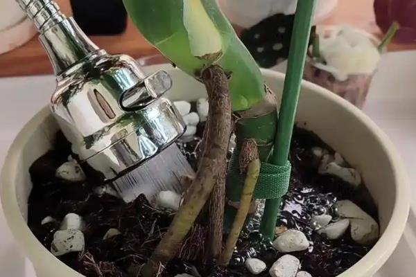 小龟背竹有没有毒，毒性主要来自汁液