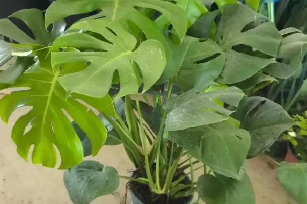 小龟背竹有没有毒，毒性主要来自汁液