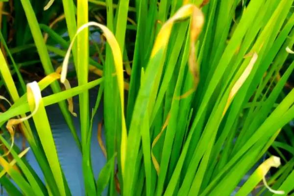 韭菜黄叶的原因，可能是缺乏微量元素所致