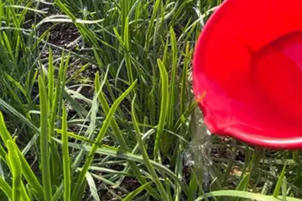 韭菜黄叶的原因，可能是缺乏微量元素所致