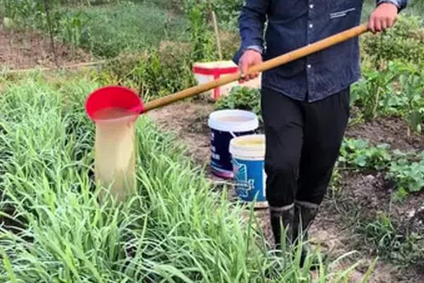 韭菜黄叶的原因，可能是缺乏微量元素所致