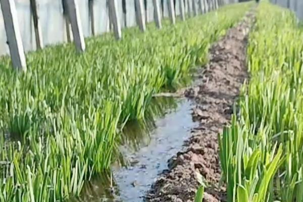 韭菜黄叶的原因，可能是缺乏微量元素所致