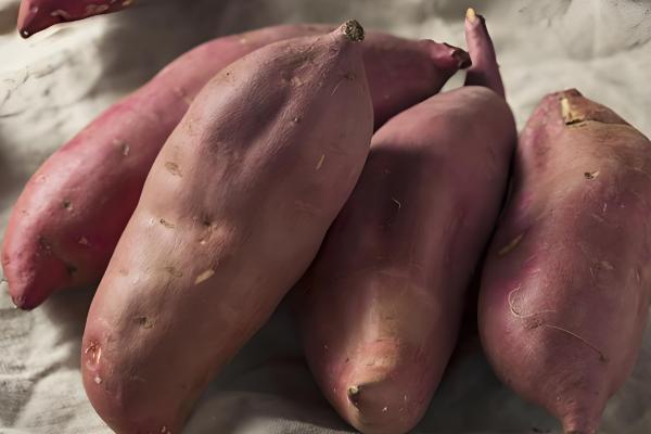 甘薯的新品种,推荐新普六甘薯、鲁薯6号等