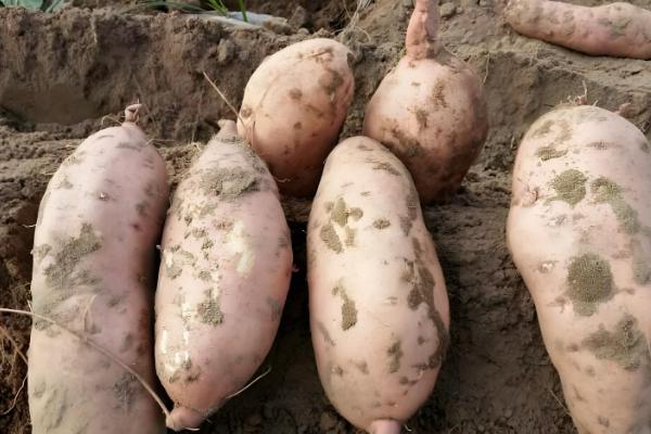 甘薯的新品种,推荐新普六甘薯、鲁薯6号等