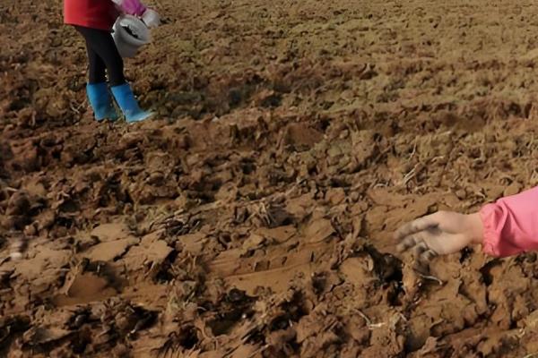 甘薯的新品种,推荐新普六甘薯、鲁薯6号等