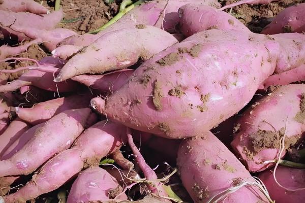 甘薯的新品种,推荐新普六甘薯、鲁薯6号等