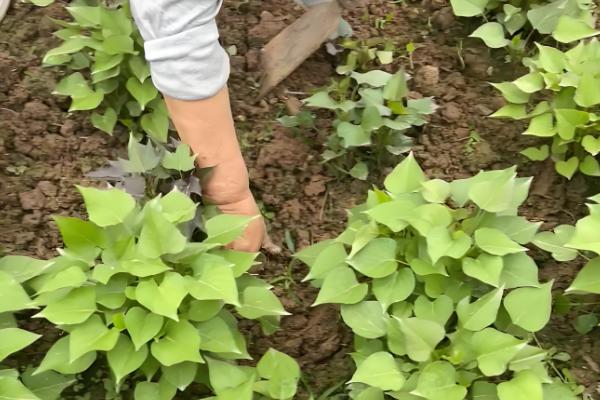 甘薯的新品种,推荐新普六甘薯、鲁薯6号等