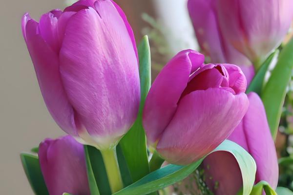 郁金香代表的含义,不同颜色具有不同的寓意