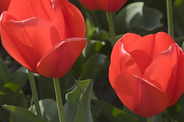 郁金香代表的含义,不同颜色具有不同的寓意