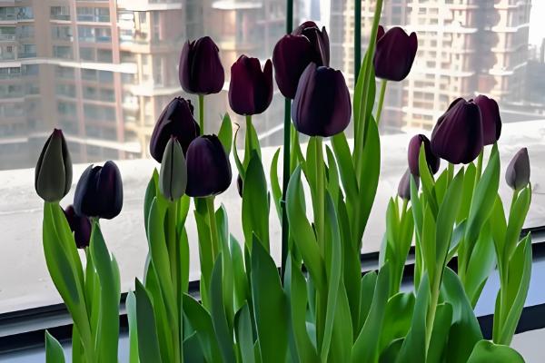 郁金香代表的含义,不同颜色具有不同的寓意