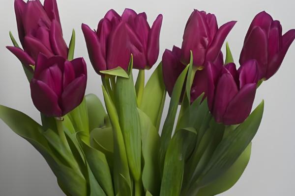 郁金香代表的含义,不同颜色具有不同的寓意