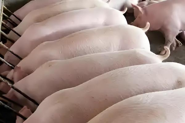 200斤猪要养多少个月,大概需要5个多月左右